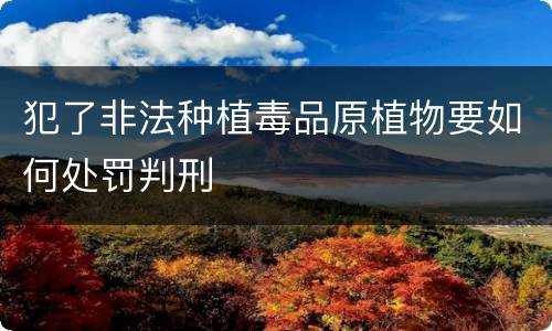 犯了非法种植毒品原植物要如何处罚判刑