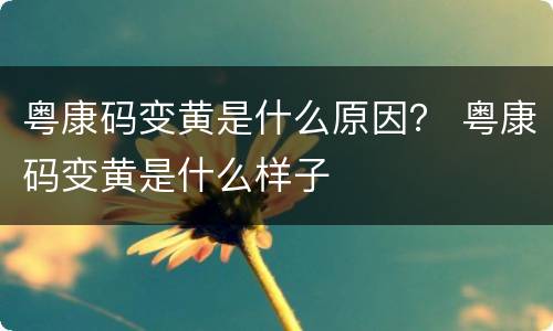 粤康码变黄是什么原因？ 粤康码变黄是什么样子