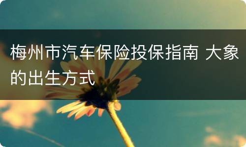 梅州市汽车保险投保指南 大象的出生方式