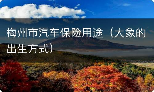 梅州市汽车保险用途（大象的出生方式）
