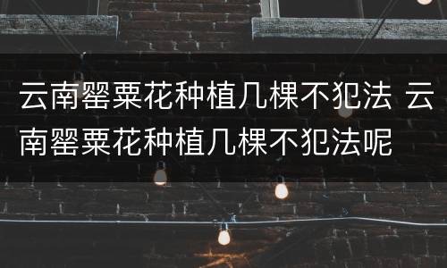 云南罂粟花种植几棵不犯法 云南罂粟花种植几棵不犯法呢