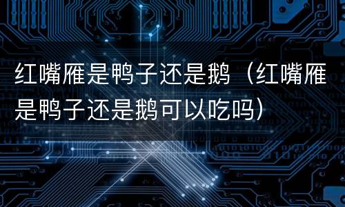 红嘴雁是鸭子还是鹅（红嘴雁是鸭子还是鹅可以吃吗）