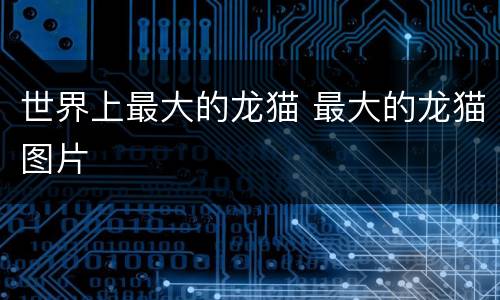 世界上最大的龙猫 最大的龙猫图片