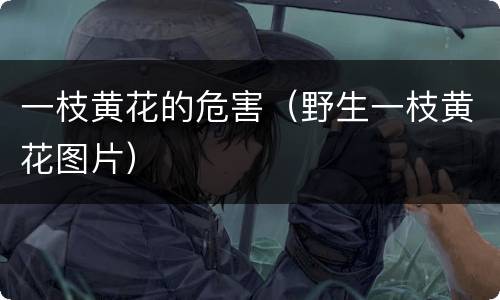 一枝黄花的危害（野生一枝黄花图片）