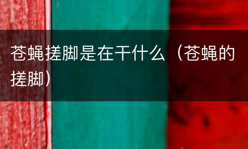 苍蝇搓脚是在干什么（苍蝇的搓脚）
