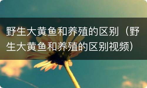 野生大黄鱼和养殖的区别（野生大黄鱼和养殖的区别视频）