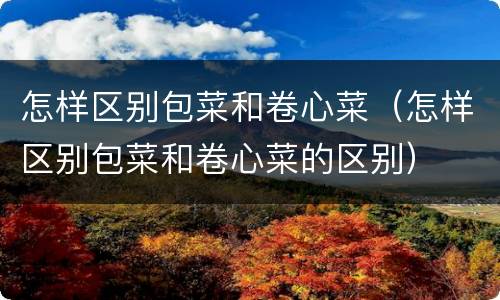 怎样区别包菜和卷心菜（怎样区别包菜和卷心菜的区别）