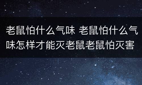 老鼠怕什么气味 老鼠怕什么气味怎样才能灭老鼠老鼠怕灭害灵吗?