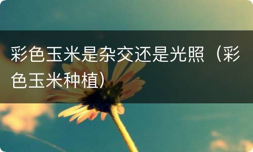 彩色玉米是杂交还是光照（彩色玉米种植）