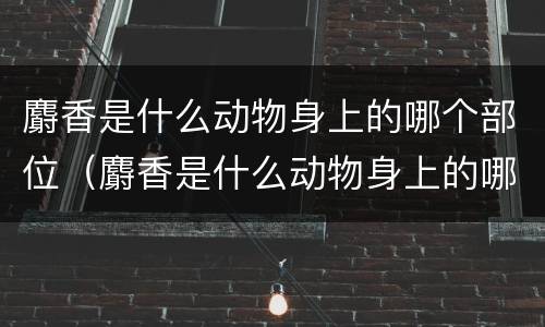 麝香是什么动物身上的哪个部位（麝香是什么动物身上的哪个部位图片）