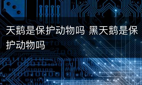 天鹅是保护动物吗 黑天鹅是保护动物吗