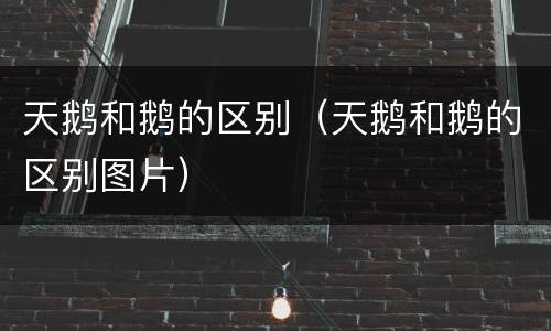 天鹅和鹅的区别（天鹅和鹅的区别图片）