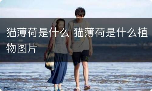 猫薄荷是什么 猫薄荷是什么植物图片