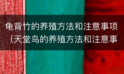 龟背竹的养殖方法和注意事项（天堂鸟的养殖方法和注意事项）