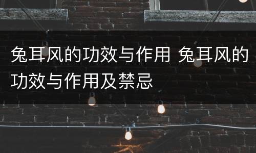 兔耳风的功效与作用 兔耳风的功效与作用及禁忌