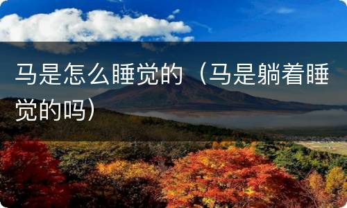 马是怎么睡觉的（马是躺着睡觉的吗）