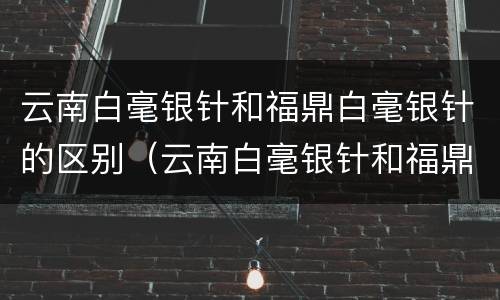 云南白毫银针和福鼎白毫银针的区别（云南白毫银针和福鼎白毫银针哪个贵）