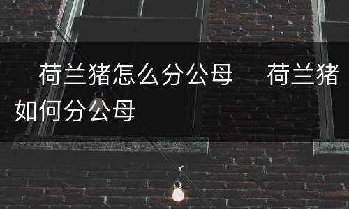 ​荷兰猪怎么分公母 ​荷兰猪如何分公母