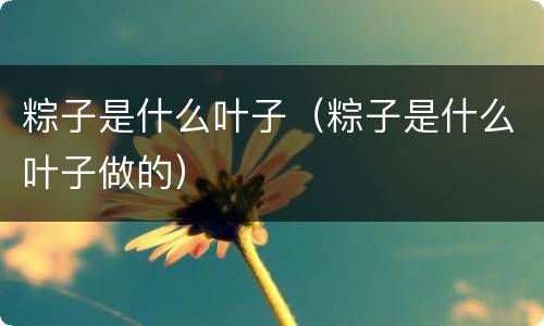 粽子是什么叶子（粽子是什么叶子做的）