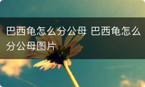 巴西龟怎么分公母 巴西龟怎么分公母图片