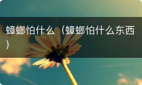 蟑螂怕什么（蟑螂怕什么东西）