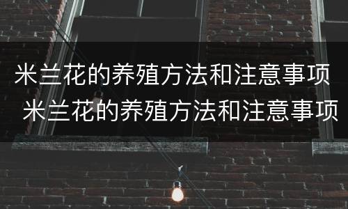 米兰花的养殖方法和注意事项 米兰花的养殖方法和注意事项 盆栽三角梅