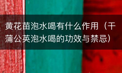 黄花苗泡水喝有什么作用（干蒲公英泡水喝的功效与禁忌）