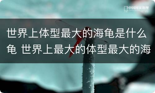 世界上体型最大的海龟是什么龟 世界上最大的体型最大的海龟是什么