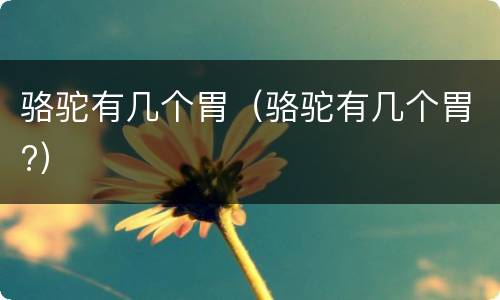 骆驼有几个胃（骆驼有几个胃?）