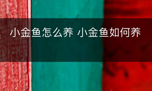  小金鱼怎么养 小金鱼如何养