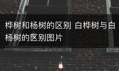 桦树和杨树的区别 白桦树与白杨树的区别图片