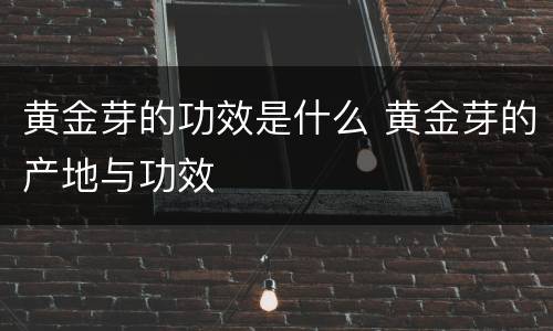 黄金芽的功效是什么 黄金芽的产地与功效