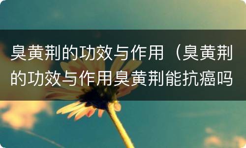 臭黄荆的功效与作用（臭黄荆的功效与作用臭黄荆能抗癌吗）