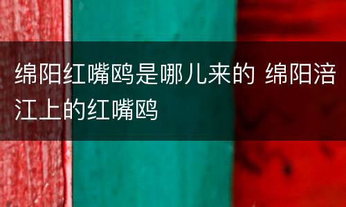 绵阳红嘴鸥是哪儿来的 绵阳涪江上的红嘴鸥