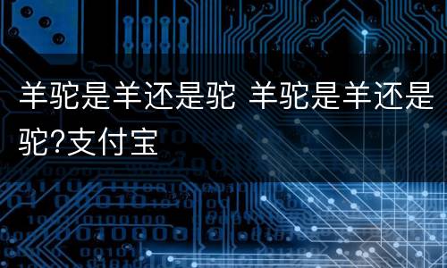 羊驼是羊还是驼 羊驼是羊还是驼?支付宝