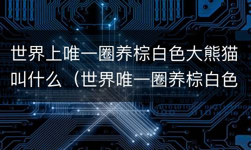 世界上唯一圈养棕白色大熊猫叫什么（世界唯一圈养棕白色大熊猫叫什么名字）