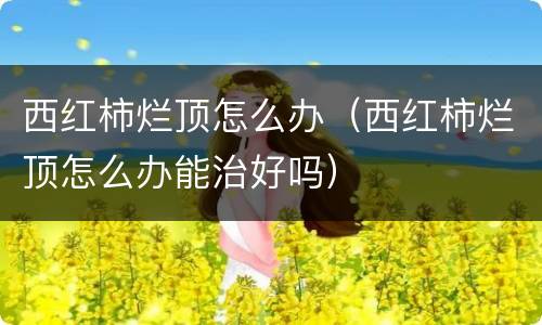 西红柿烂顶怎么办（西红柿烂顶怎么办能治好吗）