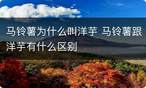 马铃薯为什么叫洋芋 马铃薯跟洋芋有什么区别