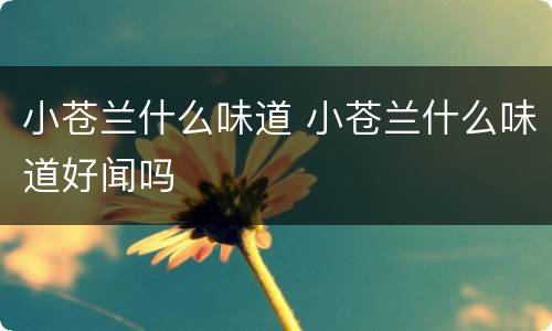 小苍兰什么味道 小苍兰什么味道好闻吗