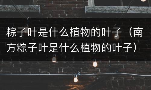 粽子叶是什么植物的叶子（南方粽子叶是什么植物的叶子）