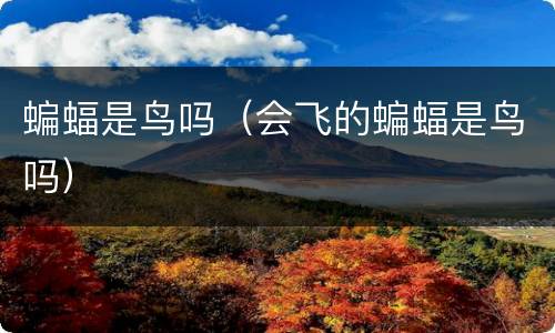 蝙蝠是鸟吗（会飞的蝙蝠是鸟吗）
