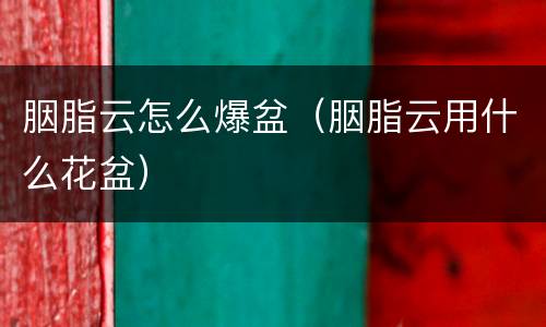 胭脂云怎么爆盆（胭脂云用什么花盆）