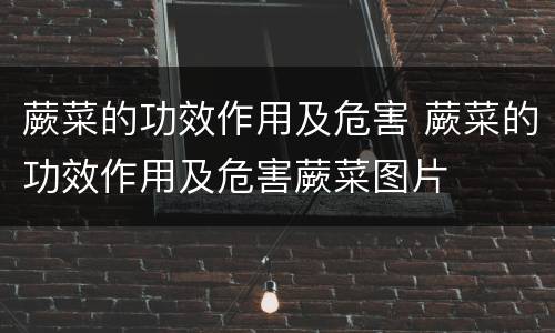 蕨菜的功效作用及危害 蕨菜的功效作用及危害蕨菜图片