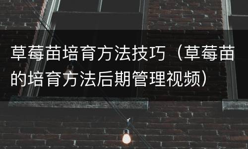 草莓苗培育方法技巧（草莓苗的培育方法后期管理视频）