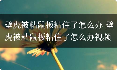 壁虎被粘鼠板粘住了怎么办 壁虎被粘鼠板粘住了怎么办视频