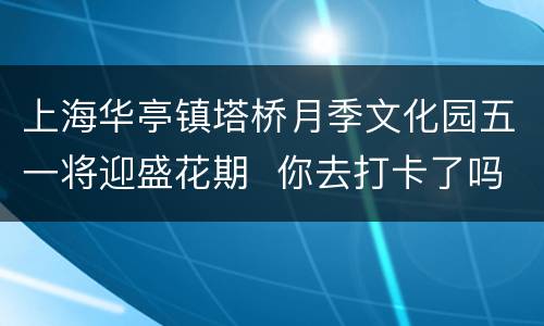 上海华亭镇塔桥月季文化园五一将迎盛花期  你去打卡了吗