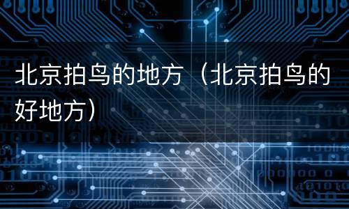 北京拍鸟的地方（北京拍鸟的好地方）