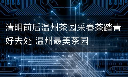 清明前后温州茶园采春茶踏青好去处 温州最美茶园