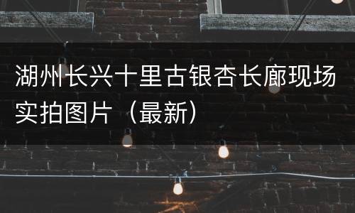 湖州长兴十里古银杏长廊现场实拍图片（最新）
