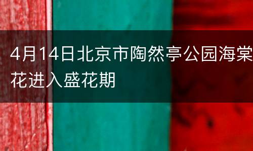 4月14日北京市陶然亭公园海棠花进入盛花期